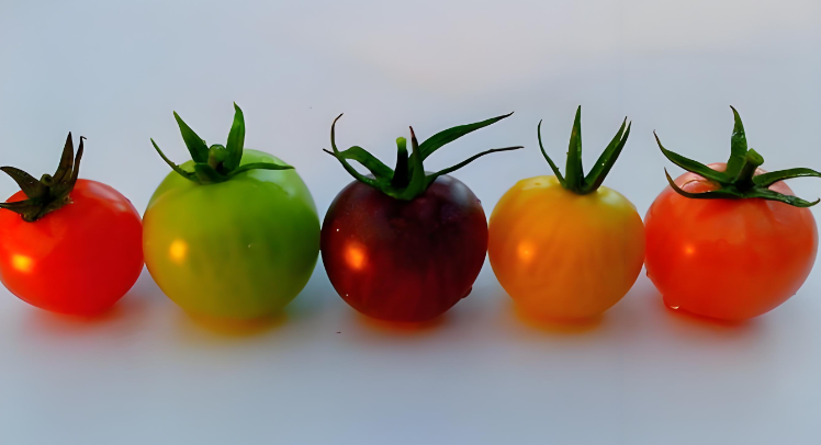番茄是水果还是蔬菜